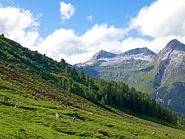 The road to Splugen Pass, Canton Graubunden, Swiss Alps, Switzerland, Europe