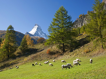 Zermatt, Valais, Swiss Alps, Switzerland, Europe