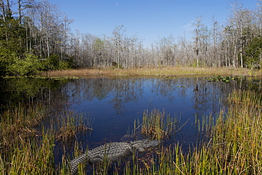 Everglades National Park, UNESCO World Heritage Site, Florida, United States of America, North America