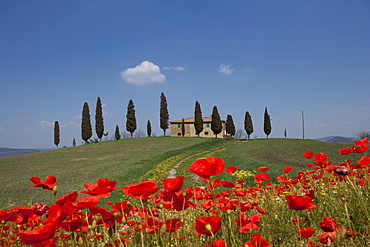 Country home and poppies, near Pienza, Tuscany, Italy, Europe