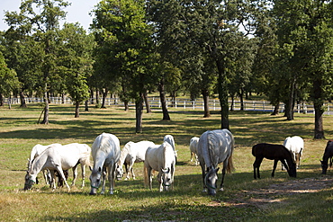 Lipizaner horses in the world famous Lipizaner horses farm, Lipica, Slovenia, Europe