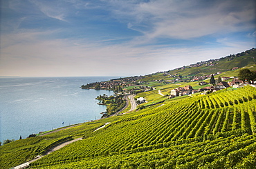 Lavaux terraced vineyards on Lake Geneva, Montreux, Canton Vaud, Switzerland, Europe