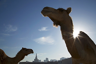 Camels, Doha, Qatar, Middle East