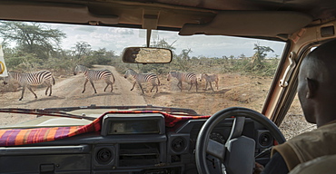 Zebras crossing a road in Amboseli National Park, Kenya, East Africa, Africa