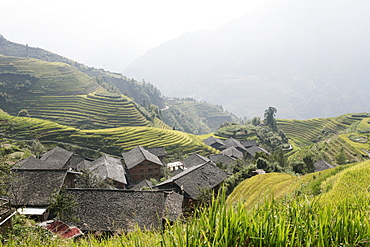 Longsheng terraced ricefields, Guilin, Guangxi Province, China, Asia