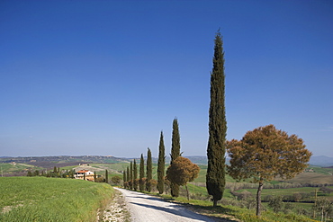 Country road and cypresses near Pienza, Val D'Orcia, Tuscany, Italy, Europe