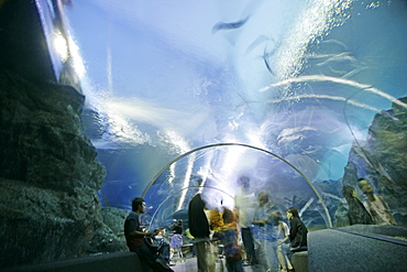 Ocean World, Siam Paragon shopping mall, Bangkok, Thailand, Southeast Asia, Asia