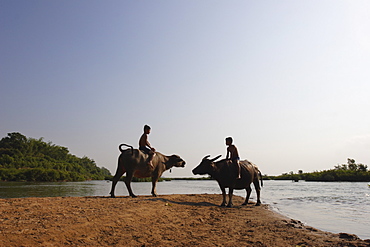 Two boys on water buffalo beside the Mekong river, near Kratie, eastern Cambodia, Indochina, Southeast Asia, Asia