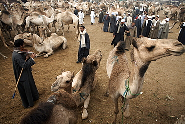 Birqash Camel Market, Cairo, Egypt, North Africa, Africa