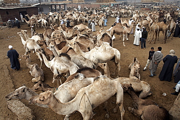 Birqash Camel Market, Cairo, Egypt, North Africa, Africa