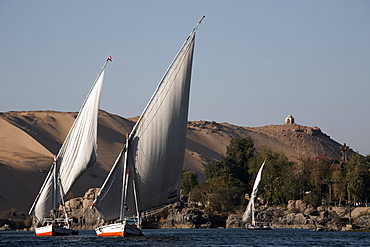 Feluccas sailing on the river Nile at Aswan, Egypt, North Africa, Africa