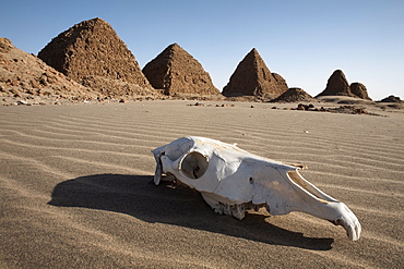 A camel skull at the royal cemetery of Nuri, burial place of King Taharqa, ancient ruler of the Kingdom of Kush, Karima, Sudan, Africa