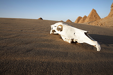 A camel skull at the royal cemetery of Nuri, burial place of King Taharqa, ancient ruler of the Kingdom of Kush, Karima, Sudan, Africa