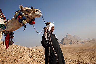 A Bedouin guide with his camel, overlooking the Pyramids of Giza, Cairo, Egypt, North Africa, Africa