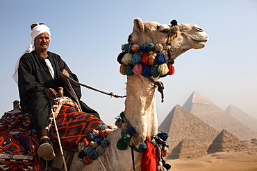 A Bedouin guide with his camel, overlooking the Pyramids of Giza, Cairo, Egypt, North Africa, Africa