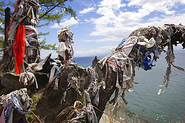 Sacred shamanic tree on Lake Baikal, Siberia, Russia, Europe