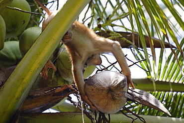 A trained monkey picks coconuts on Koh Samui, Thailand, Southeast Asia, Asia