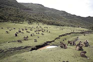 Gelada baboons, in the Simien Mountains National Park, Ethiopia, Africa