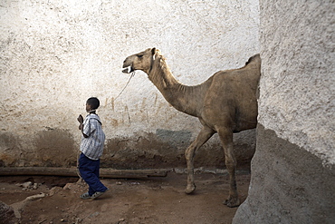 A boy walks his camel through one of the 368 alleyways contained within the city of Harar, Ethiopia, Africa