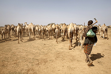 Nomadic camel herders lead their herd to a watering hole in rural Somaliland, northern Somalia, Africa