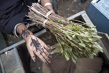 Henna adorn the hands of a woman selling khat (qat) (chat) in the city of Hargeisa, capital of Somaliland, Somalia, Africa