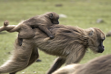 Gelada baboons, in the Simien Mountains National Park, Ethiopia, Africa