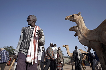 Camel traders at the early morning livestock market in Hargeisa, Somaliland, Somalia, Africa