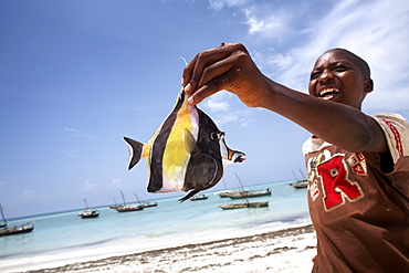 A tropical fish on Nungwi beach, Zanzibar, Tanzania, East Africa, Africa