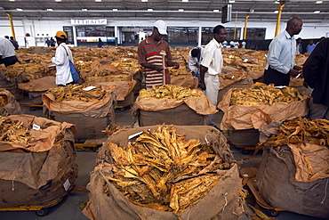 The famous tobacco auction floor in Harare, Zimbabwe, Africa