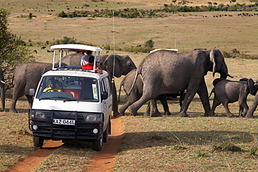 Tourists on safari watch a herd of elephants in the Masai Mara National Reserve, Kenya, East Africa, Africa