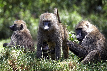 Baboons at Lake Nakuru National Park, Kenya, East Africa, Africa