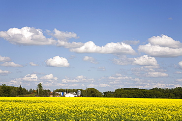 Canola field south of Winnipeg, Manitoba, Canada, North America