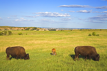 Bison, Theodore Roosevelt National Park North Unit, Watford, North Dakota, United States of America, North America