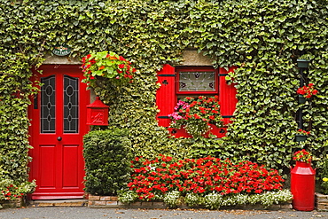 Ivy covered cottage, Town of Borris, County Carlow, Leinster, Republic of Ireland, Europe