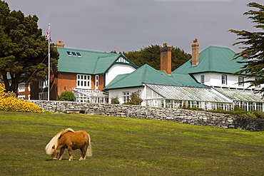 Horse and Goverment House in Port Stanley, Falkland Islands (Islas Malvinas), South America