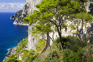 Cliffs near Capri town, Capri Island, Bay of Naples, Campania, Italy, Europe