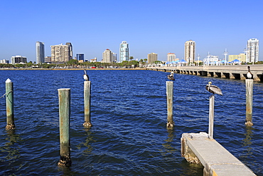 St. Petersburg skyline, Tampa, Florida, United States of America, North America