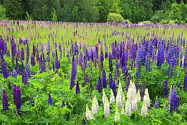 Field of wild lupines, Tacoma, Washington State, United States of America, North America