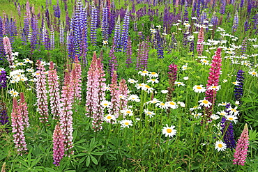 Field of wild lupines, Tacoma, Washington State, United States of America, North America