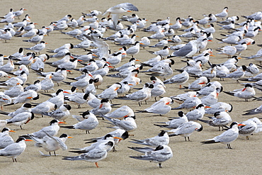 Terns on Capitola Beach, Capitola City, Santa Cruz County, California, United States of America, North America