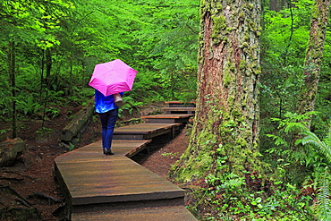 Lynn Canyon Park, Vancouver, British Columbia, Canada, North America