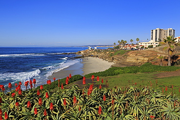 La Jolla, San Diego, California, United States of America, North America