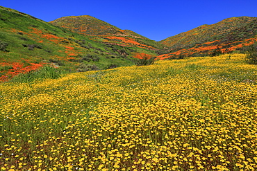 Poppies and Goldfields, Chino Hills State Park, California, United States of America, North America