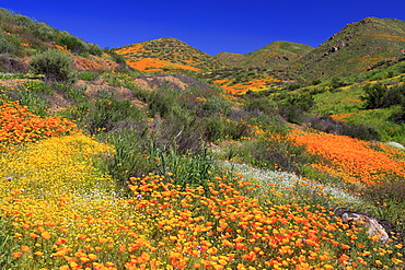 Poppies and Goldfields, Chino Hills State Park, California, United States of America, North America