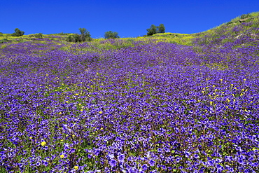 Wild Canterbury Bells, Walker Canyon, Lake Elsinore, Riverside County, California, United States of America, North America