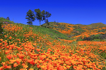 Poppies, Walker Canyon, Lake Elsinore, California, United States of America, North America