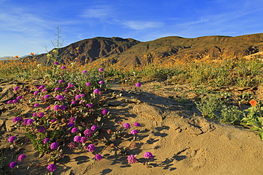 Anza-Borrego Desert State Park, Borrego Springs, California, United States of America, North America