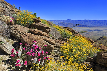 Beavertail and brittlebush, Anza-Borrego Desert State Park, Borrego Springs, San Diego County, California, United States of America, North America