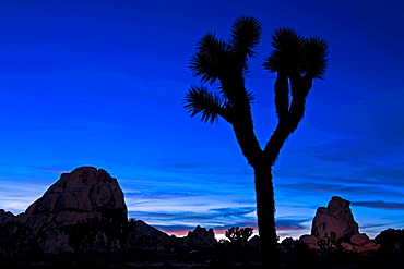 Silhouette of Joshua tree, Hidden Valley area, Joshua Tree Nationa Park, California, United States of America, North America