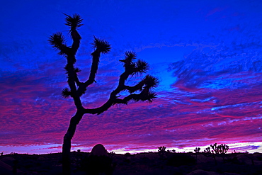 Joshua tree at sunset, Jumbo Rocks area, Joshua Tree National Park, California, United States of America, North America